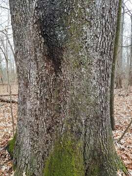 Image of Cherrybark Oak
