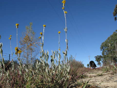 Image of Chrysocephalum apiculatum (Labill.) Steetz