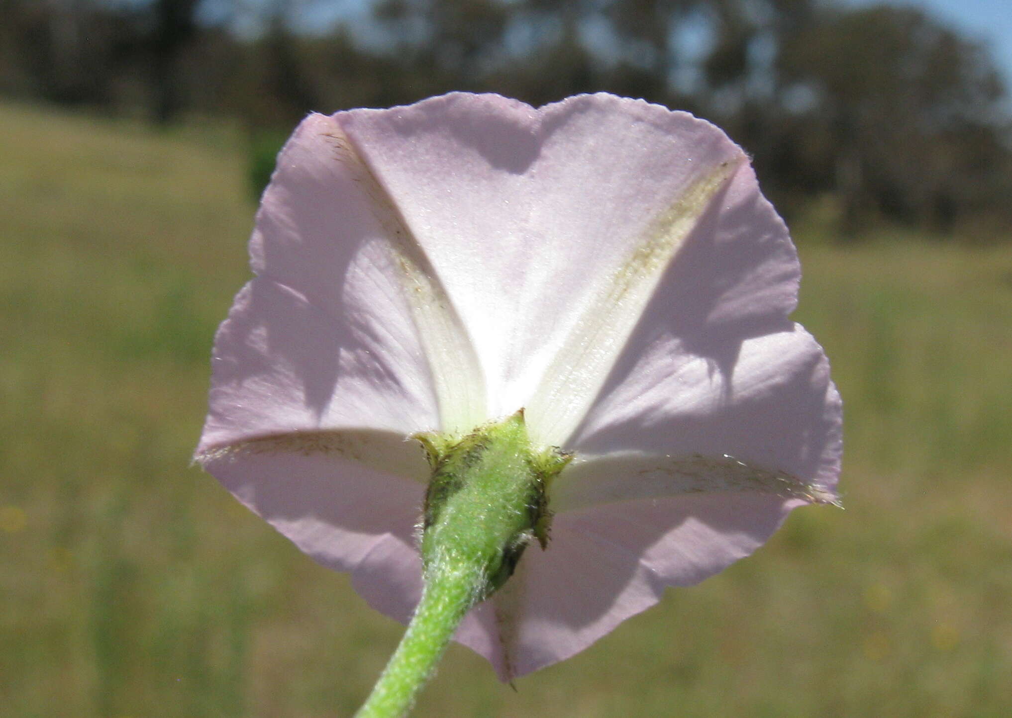 Imagem de Convolvulus angustissimus R. Br.