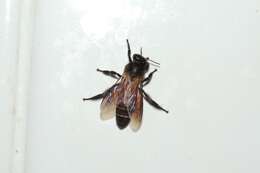 Image of Giant honey bee