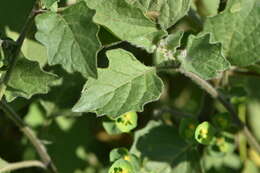 Image of hairy nightshade