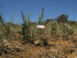 Image of Convolvulus angustissimus R. Br.