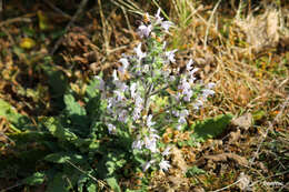 Image of Salvia merjamie Forssk.