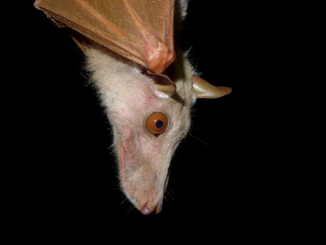 Image of Peters's Epauletted Fruit Bat