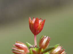 Image of Crassula decumbens Thunb.