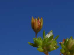 Image of Crassula decumbens Thunb.