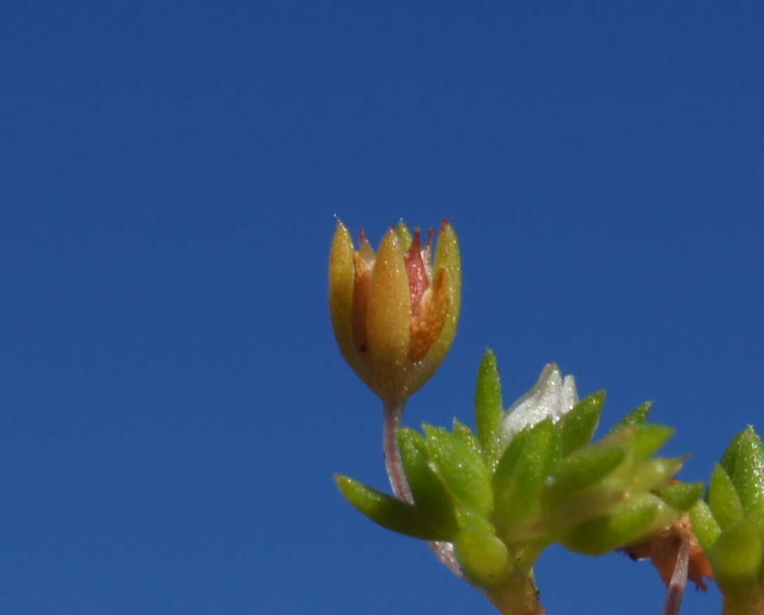 Image of Crassula decumbens Thunb.