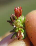 Image of Crassula decumbens Thunb.