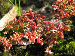 Image of Crassula decumbens Thunb.