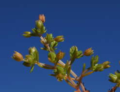 Image of Crassula decumbens Thunb.