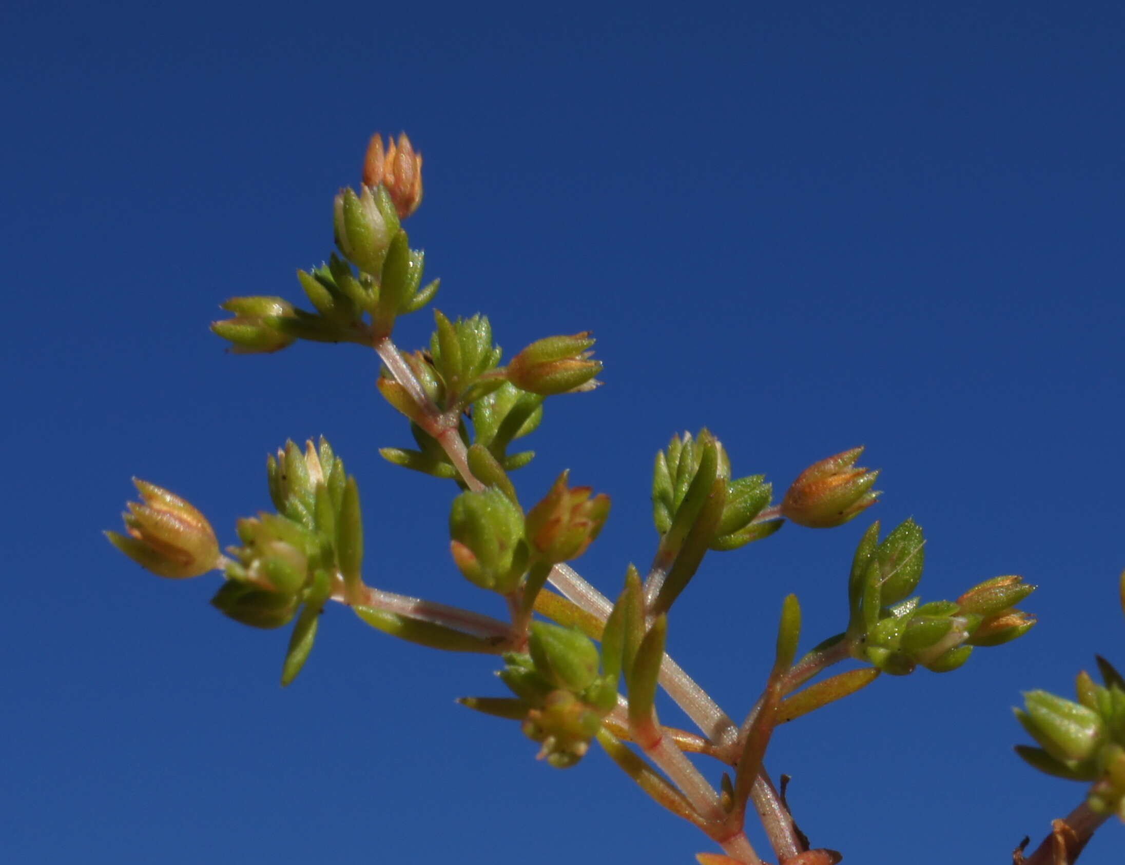 Image of Crassula decumbens Thunb.