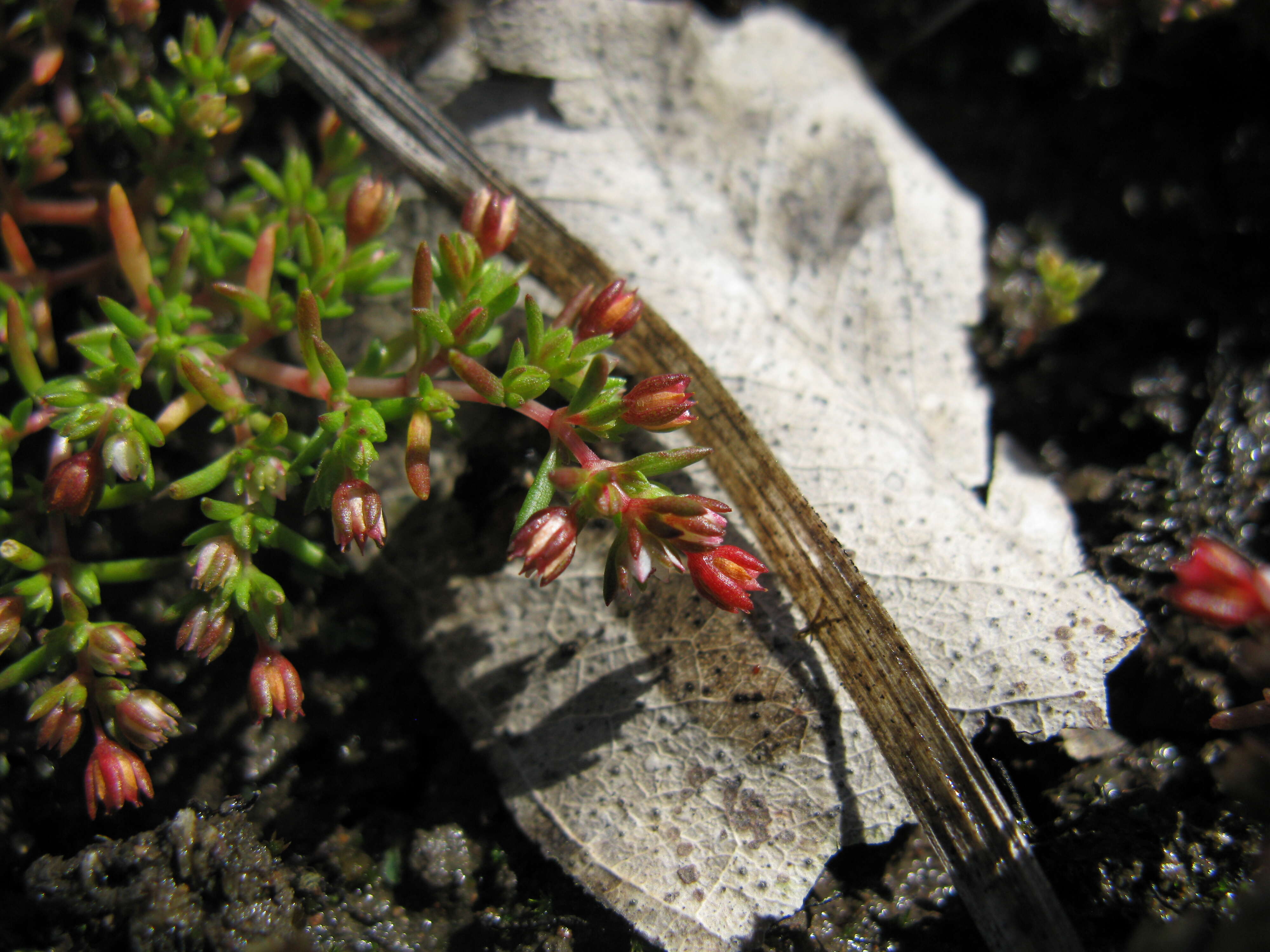 Image of Crassula decumbens Thunb.