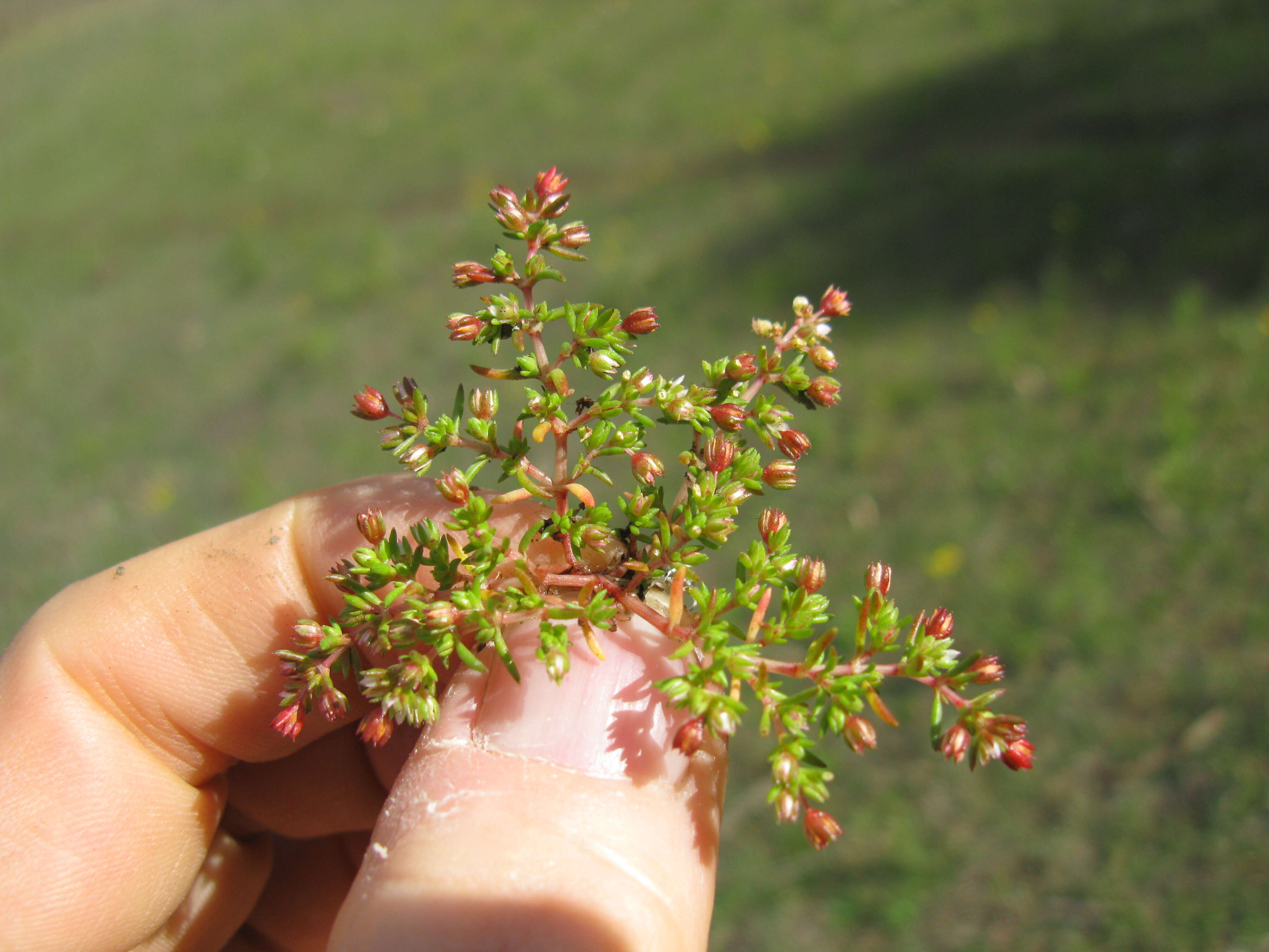 Crassula decumbens Thunb. resmi