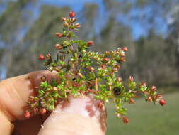 Image of Crassula decumbens Thunb.