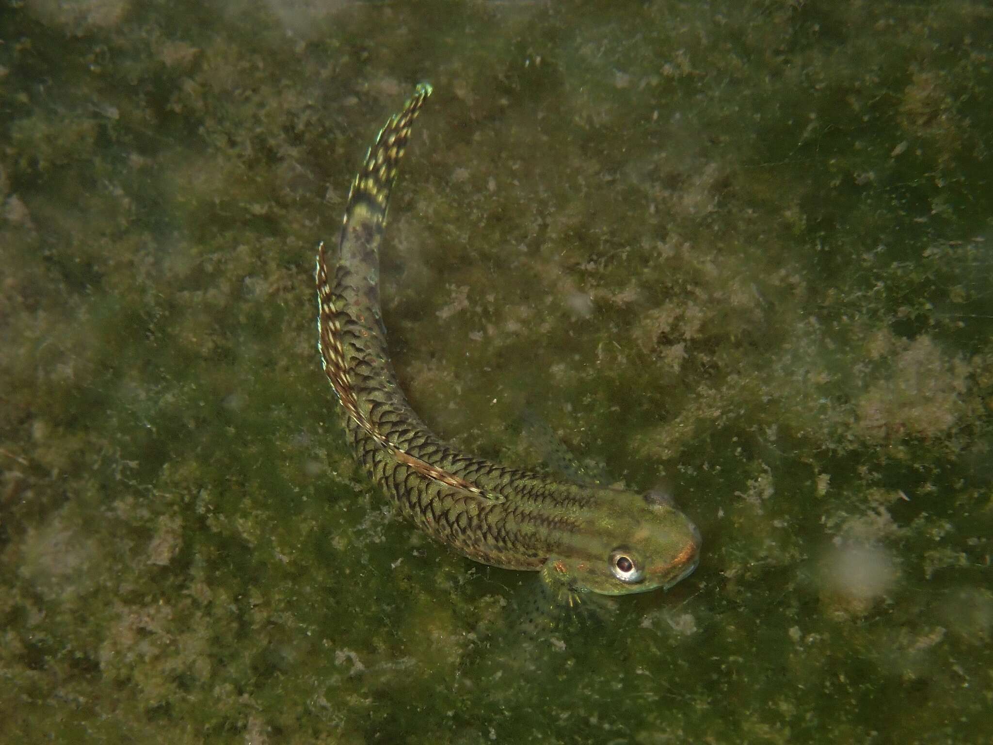 Image of Stiphodon elegans (Steindachner 1879)