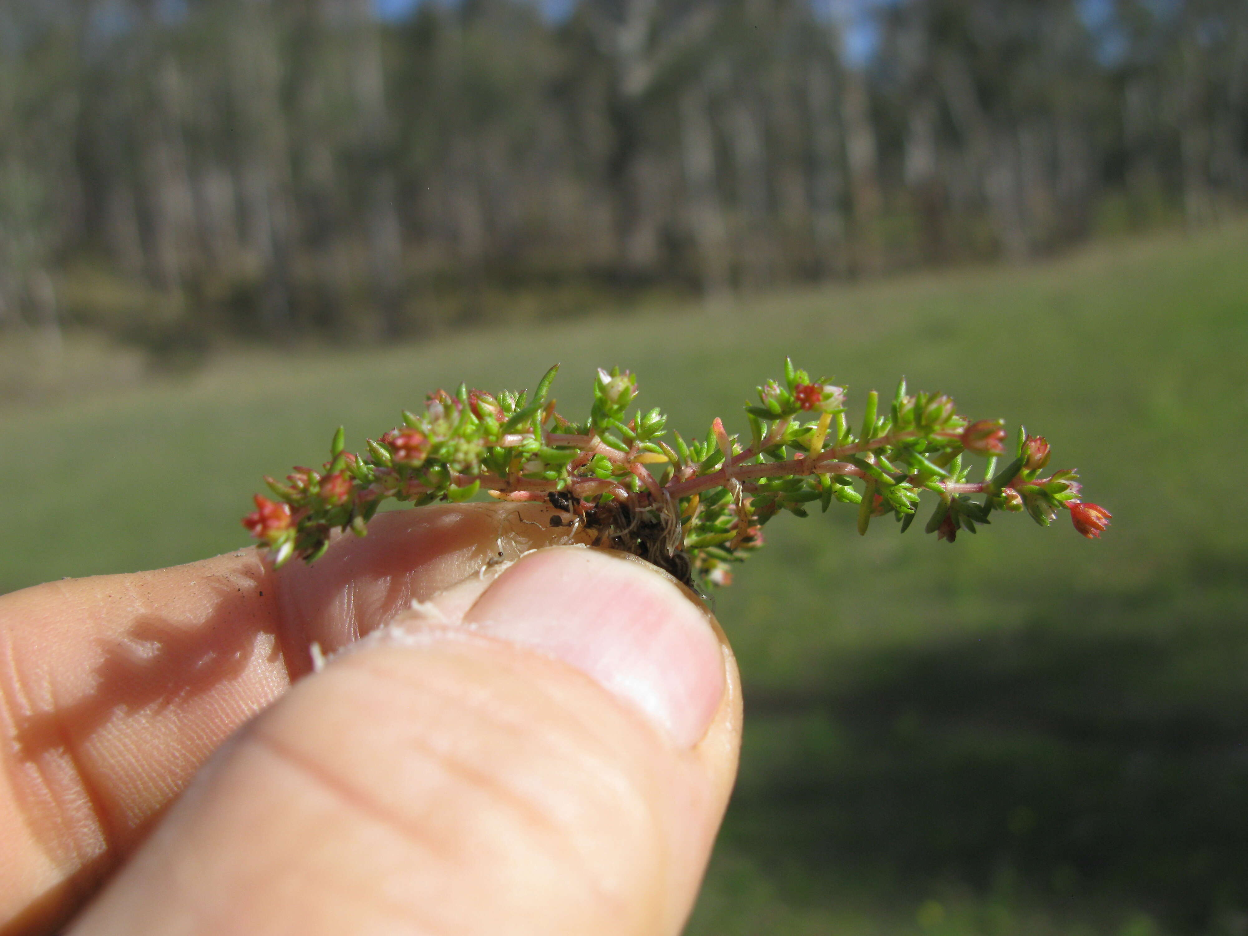 Image of Crassula decumbens Thunb.