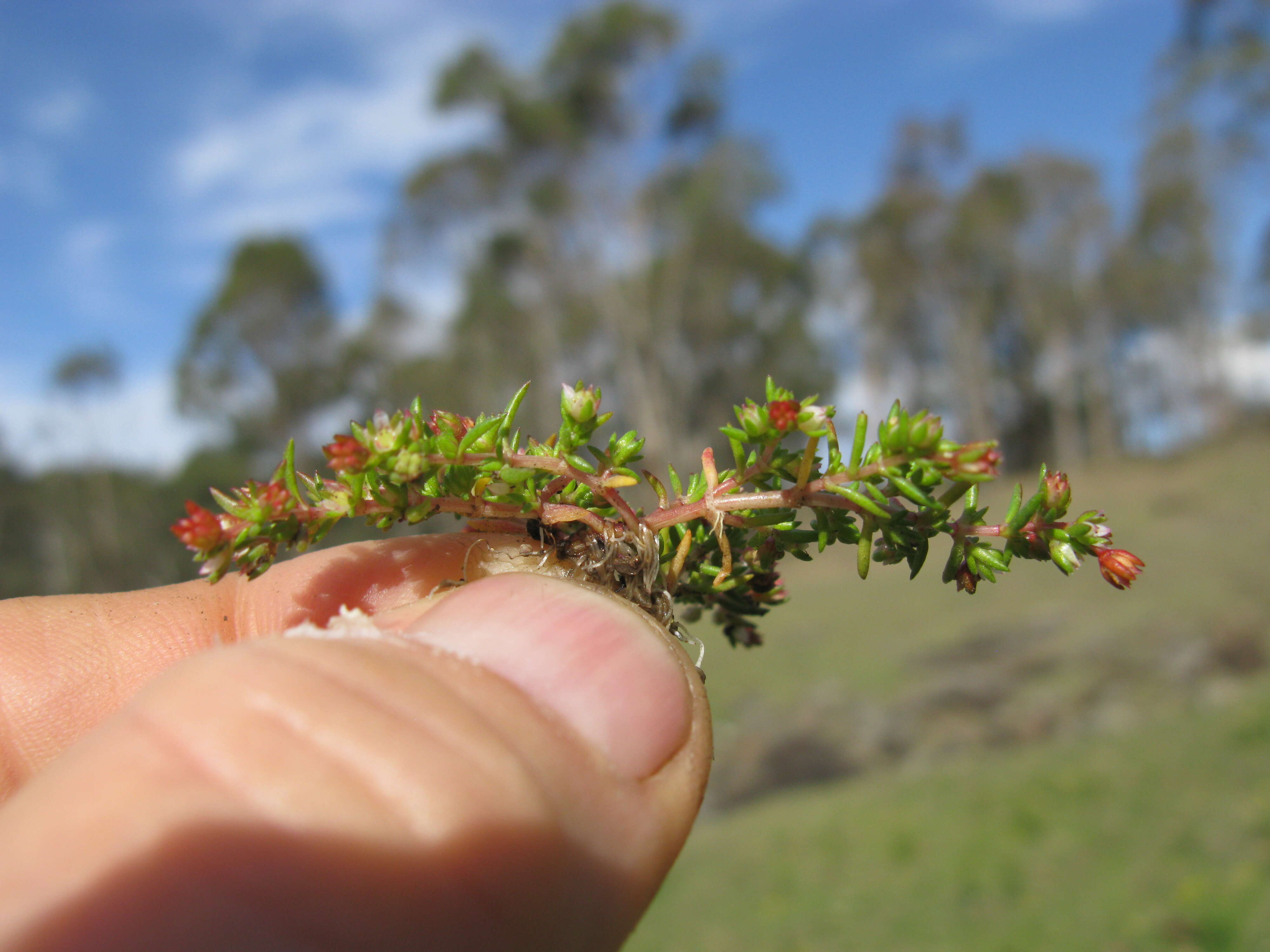 Image of Crassula decumbens Thunb.