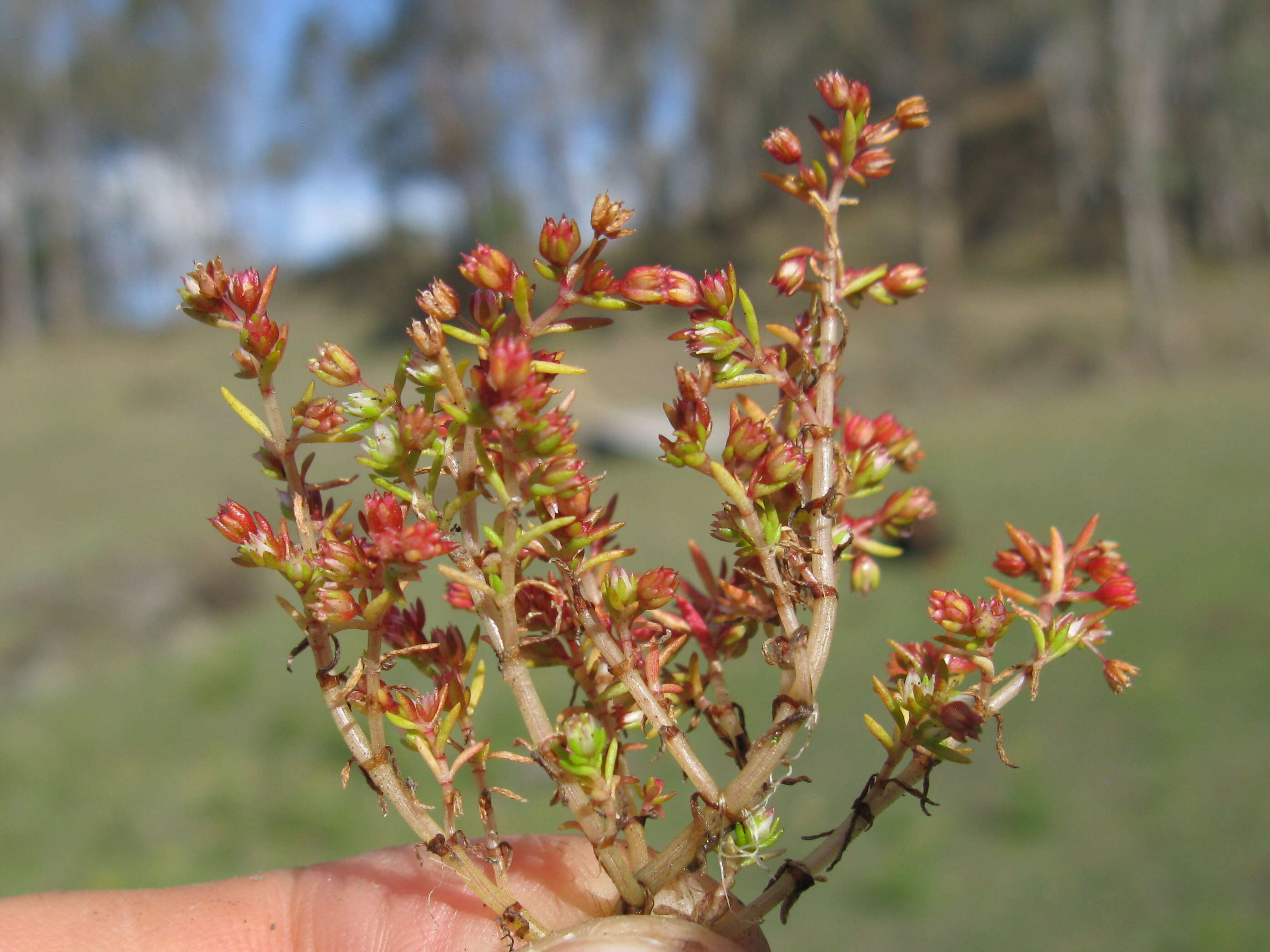 Image of Crassula decumbens Thunb.