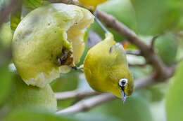 Image of Lemon-bellied White-eye