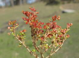 Image of Crassula decumbens Thunb.