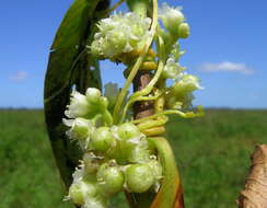 Image de Cuscuta australis