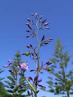 Image of cerulean flaxlily