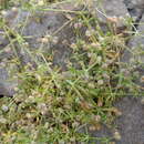 Image of Galium richardianum (Gillies ex Hook. & Arn.) Endl. ex Walp.