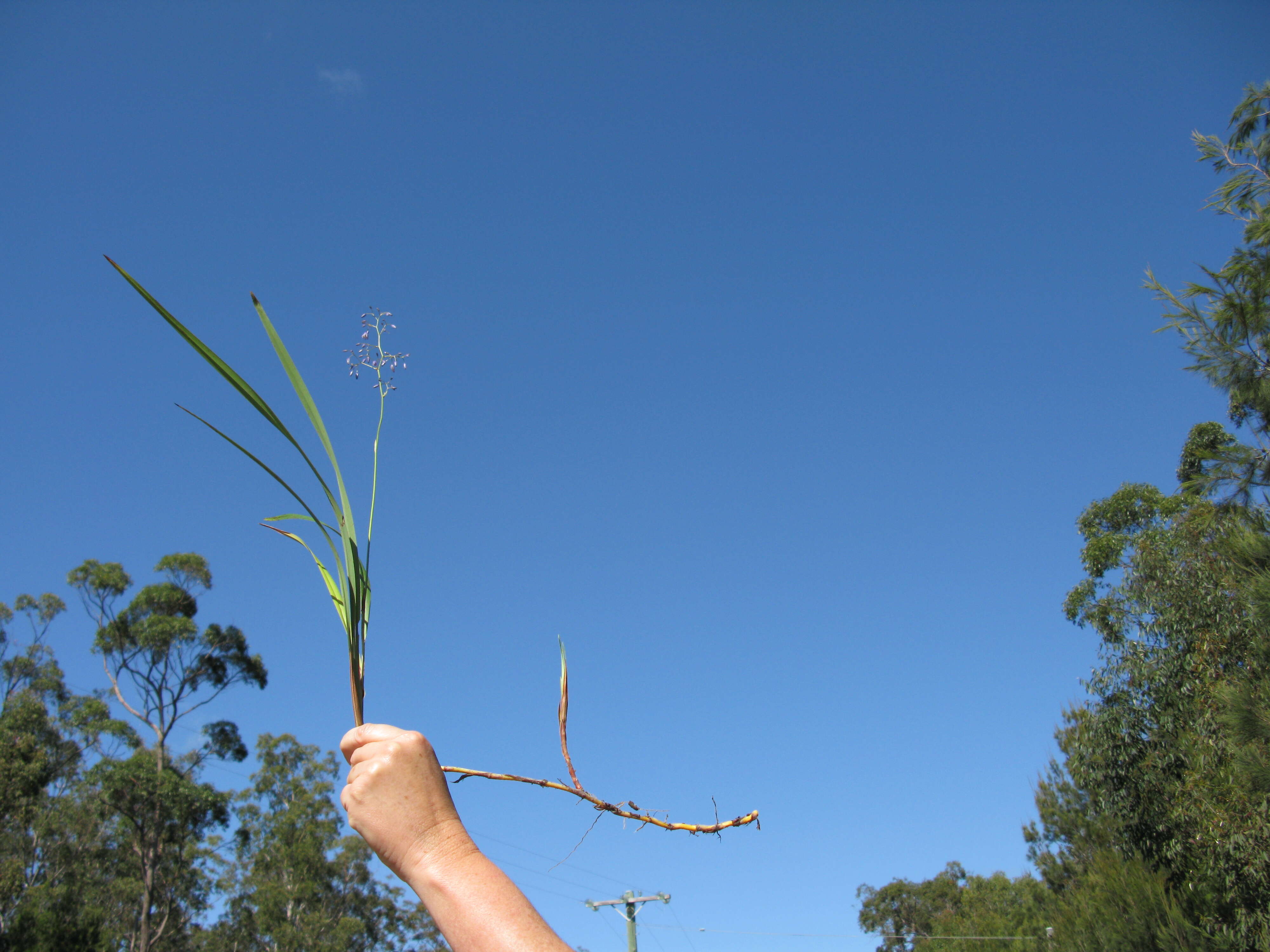 Image of cerulean flaxlily