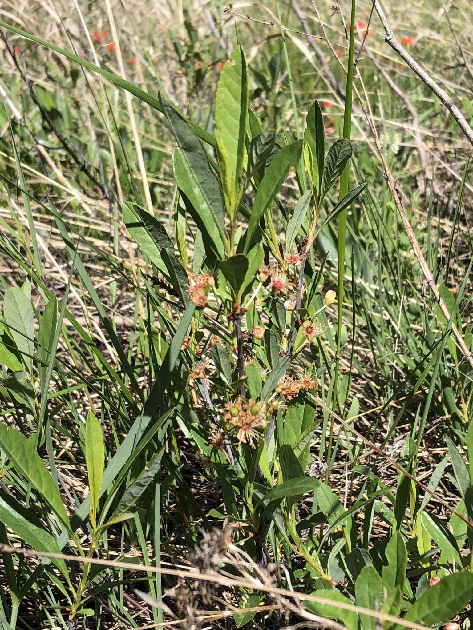 Image of Great Lakes sandcherry