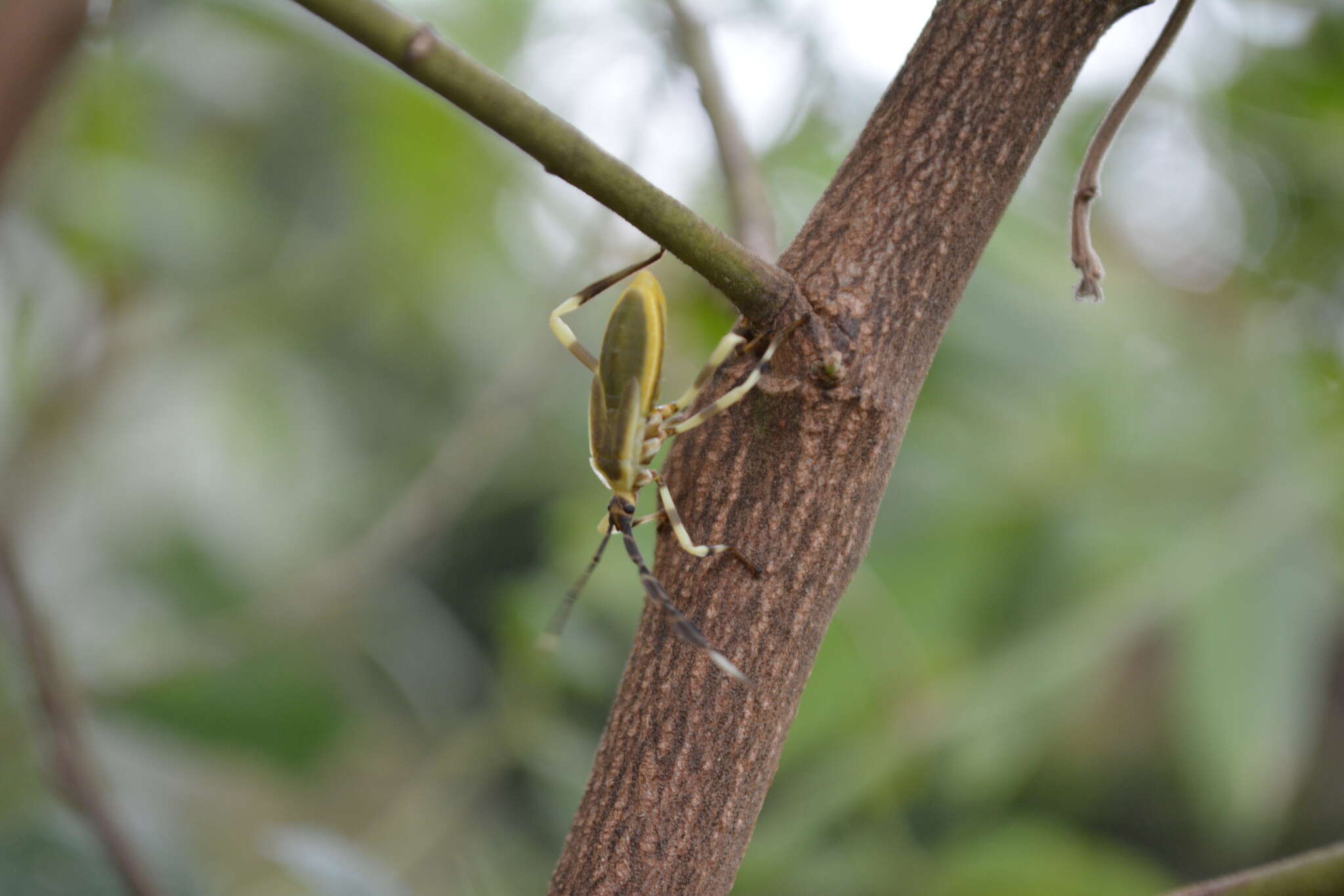 صورة Holhymenia histrio (Fabricius 1803)