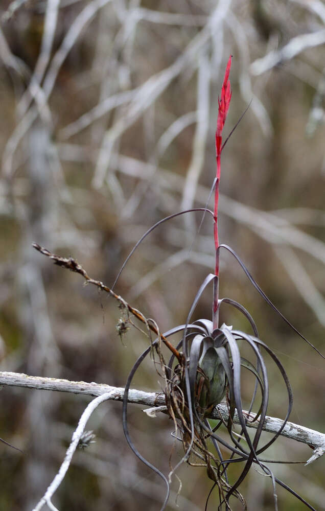 Plancia ëd Tillandsia balbisiana Schult. & Schult. fil.