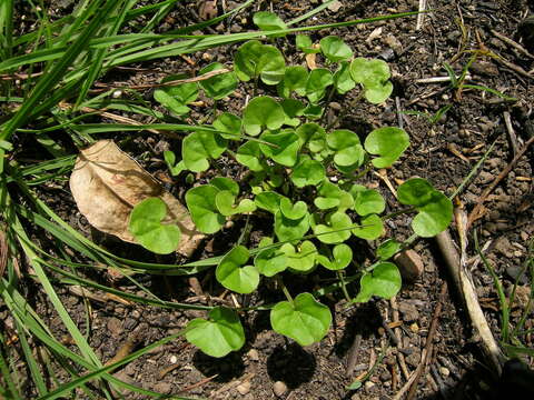 Image of Dichondra repens J. R. Forster & G. Forster