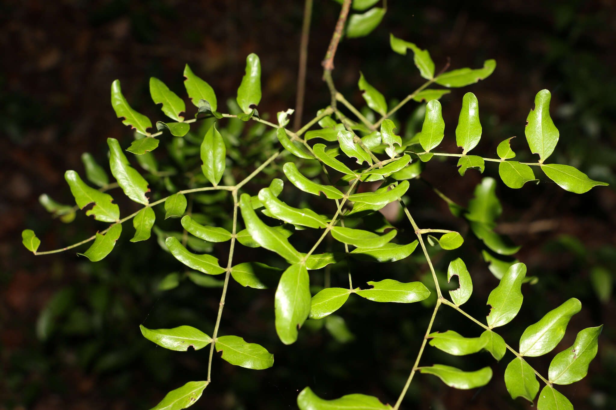 Vachellia choriophylla (Benth.) Seigler & Ebinger resmi