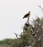 Image of Augur Buzzard