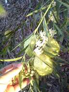 Image of Balloon cotton bush