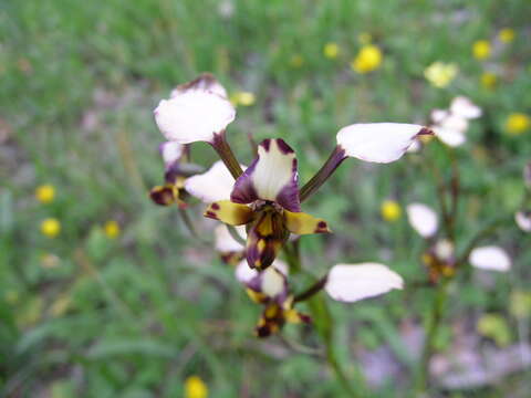 Image of Leopard orchid