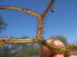 Image of Drosera binata Labill.