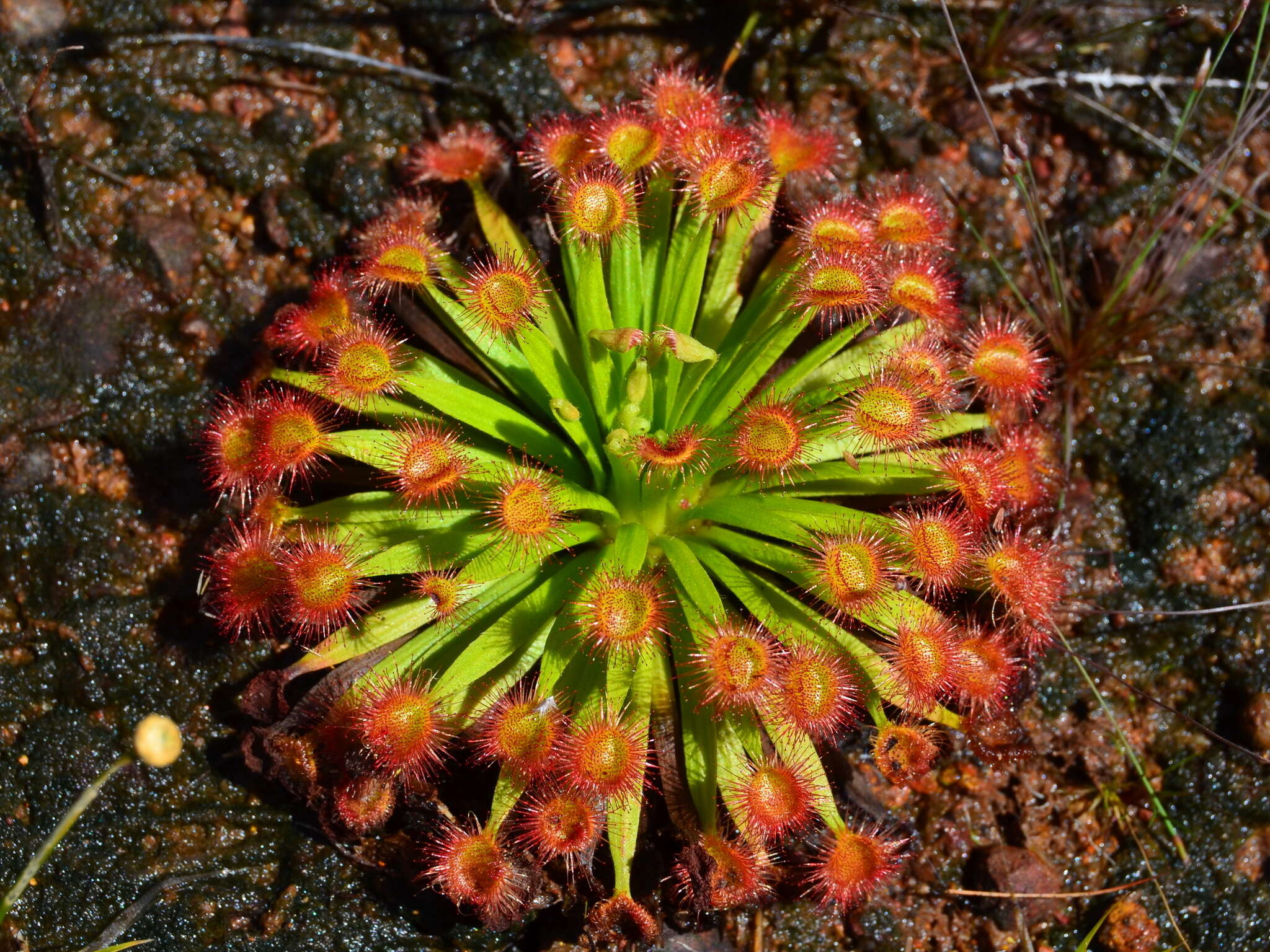 Image of Drosera fulva Planch.