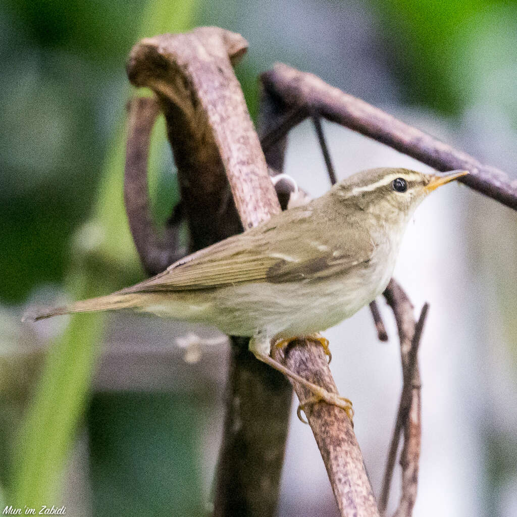 Imagem de Phylloscopus borealis (Blasius & JH 1858)