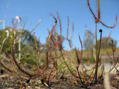 Image of Drosera binata Labill.