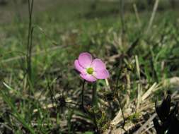 Image of Drosera peltata Thunb.