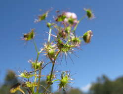 Image of Drosera peltata Thunb.