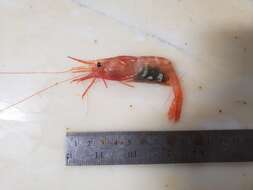 Image of Aesop shrimp