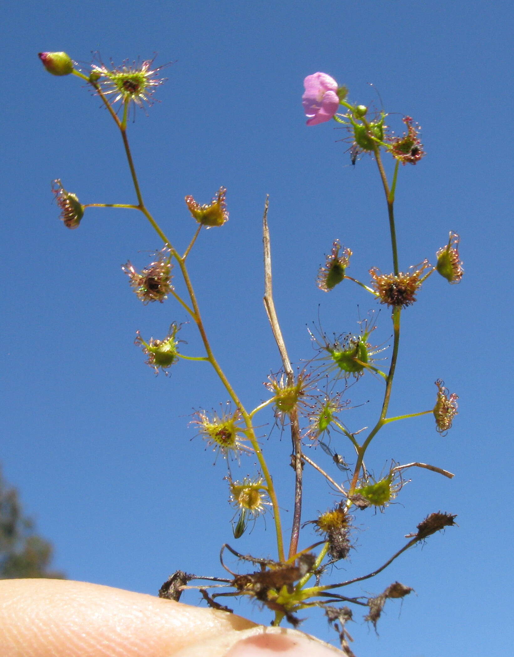 Image of Drosera peltata Thunb.