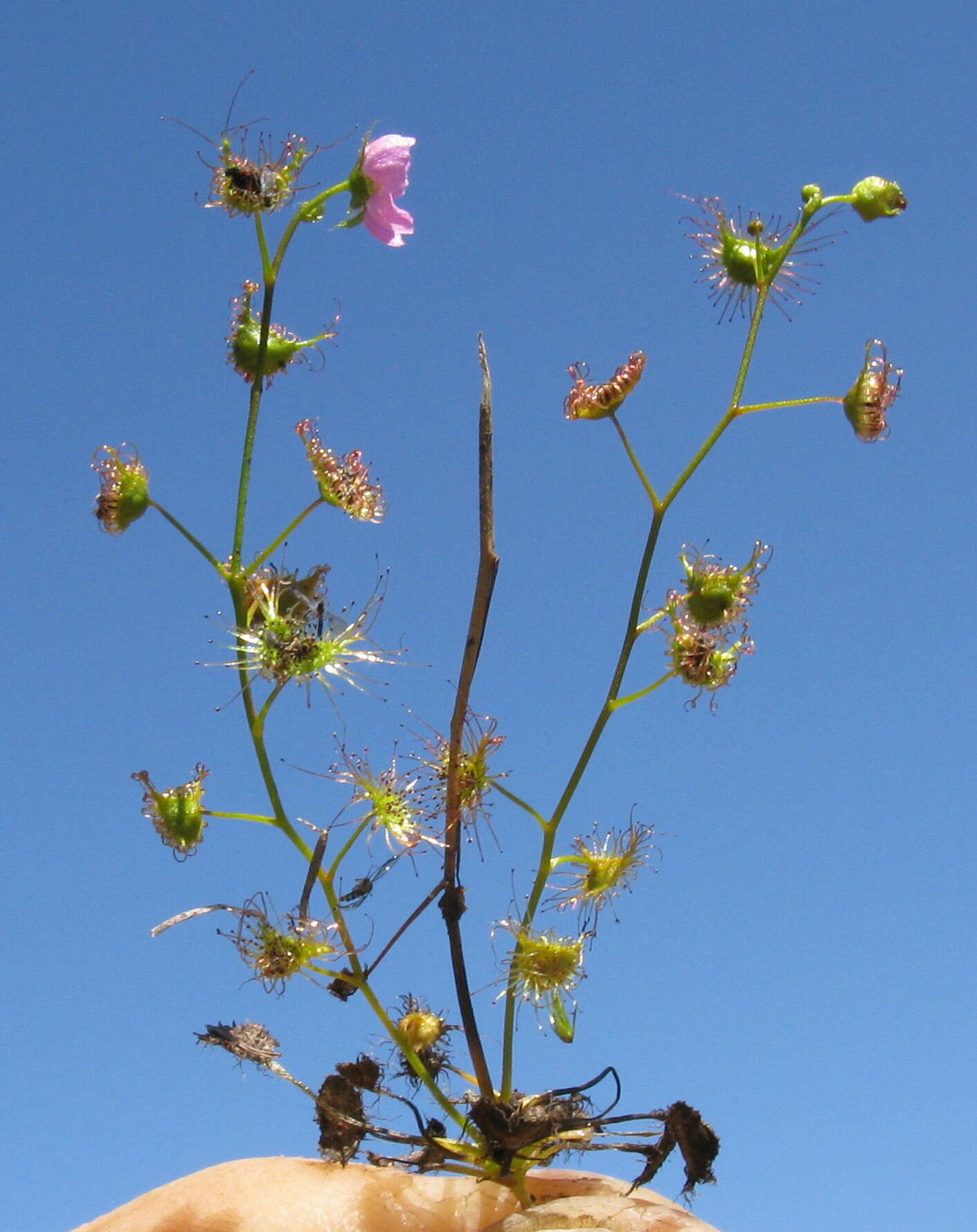 Image of Drosera peltata Thunb.