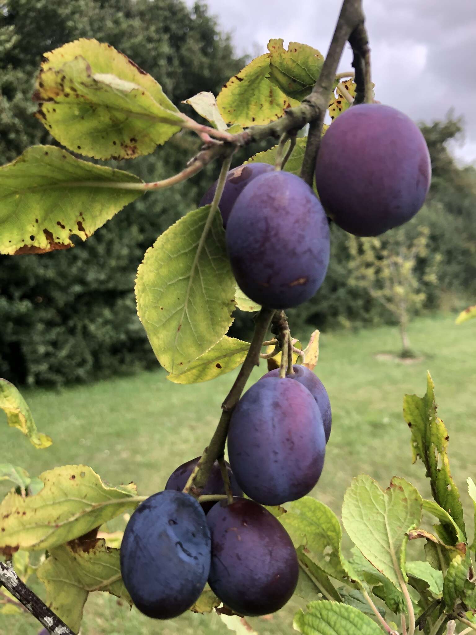 Image of European plum