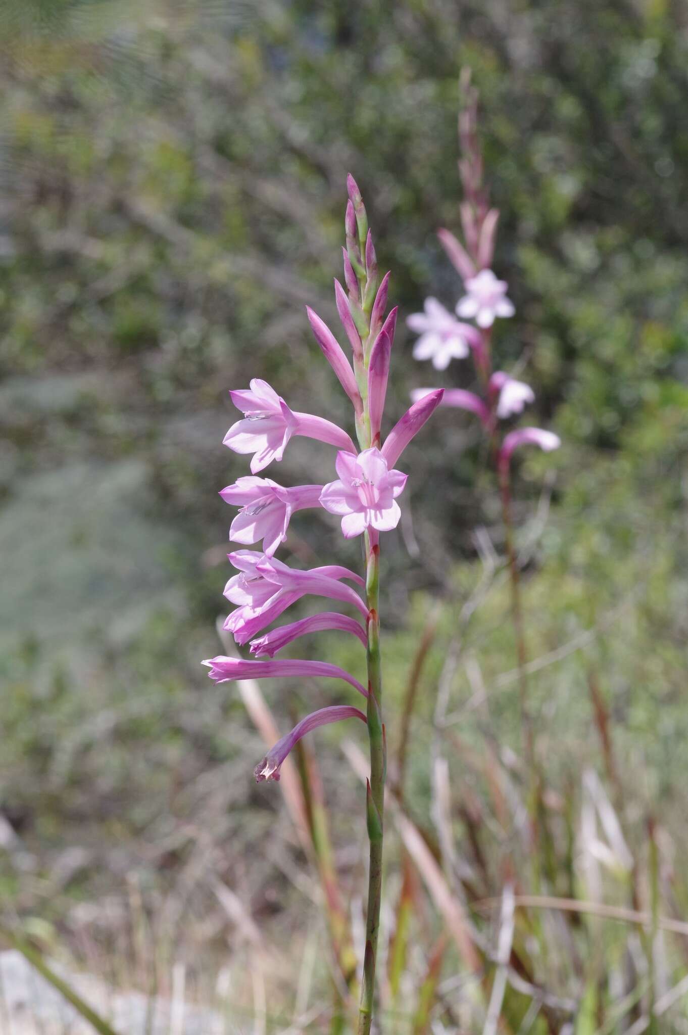 Image of Watsonia knysnana L. Bolus