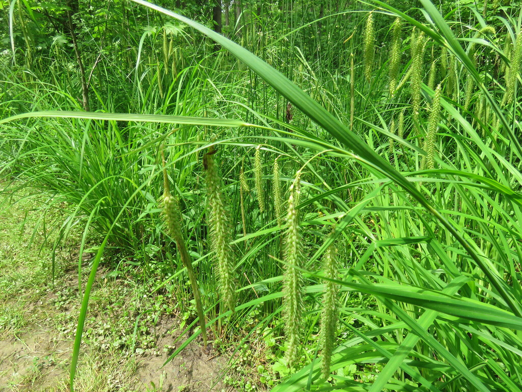 Image of Fringed sedge