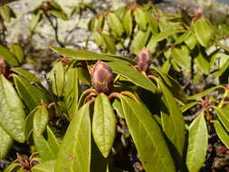 Image of Rhododendron aureum Georgi