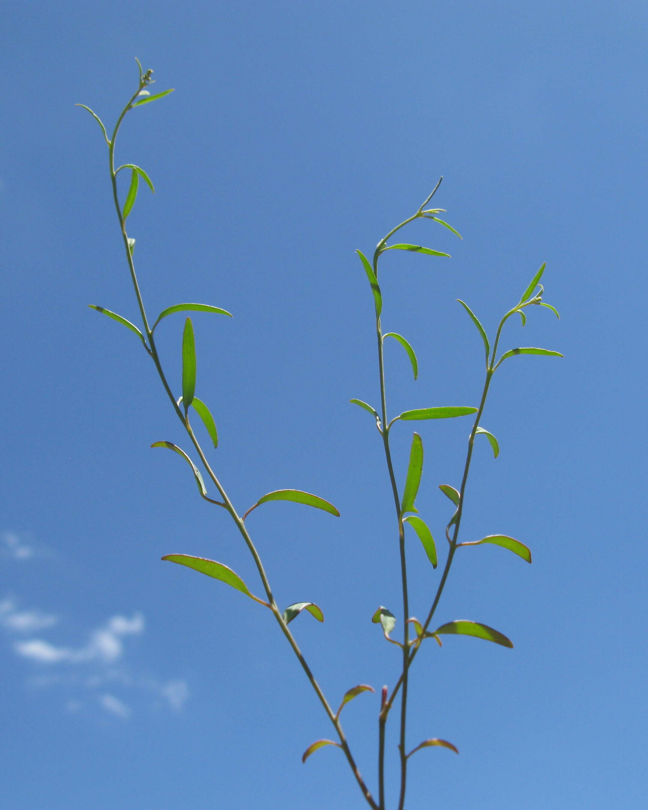 Plancia ëd Chenopodium nutans (R. Br.) S. Fuentes & Borsch